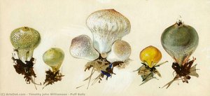 Puff Balls — Timothy John Williamson