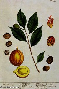 The Nutmeg — Elizabeth Blackwell