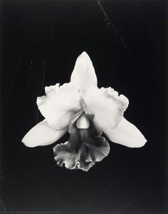Orchid — Robert Mapplethorpe