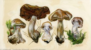 Cortinarius Glaucopus — Timothy John Williamson