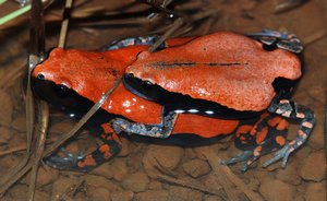 Phrynomantis Microps, Couple, 07-08, Pendjari National Park, Benin — Pd Dr. Mark-oliver Rödel