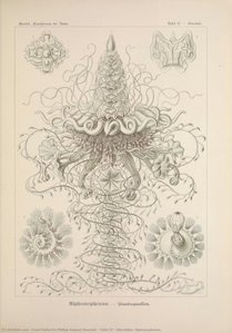 Tafel 37 - Discolabe. Siphonophorae. — Ernst Heinrich Philipp August Haeckel