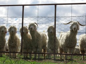 Angora Goats (source Of Mohair) — Liza Grobler