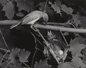 Red Eyed Vireo With Cowbird — ელიოტი პორტერი