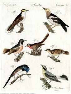 Vögel, Aves, Oiseaux Li — Schmuzer, Jacob Xaver