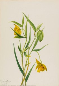 Golden Fairy Lantern (calochortus Amabilis) — Mary Vaux Walcott