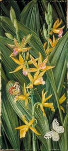 Una Orquídea Y Mariposas — Marianne North
