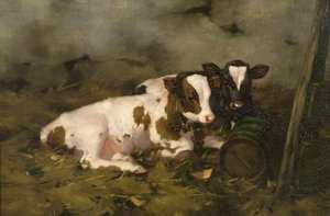 Calves — David Gauld