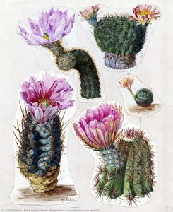 Illustrations Of Multiple Cactus Species — Mary Emily Eaton