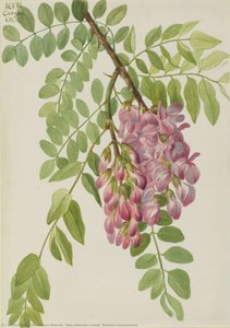 New Mexican Locust (robinia Neomexicana) — Mary Vaux Walcott