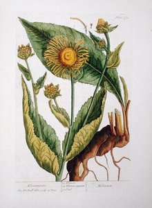 Elecampane — Elizabeth Blackwell