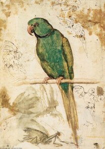 Study Of A Parrot — Giovanni Da Udine