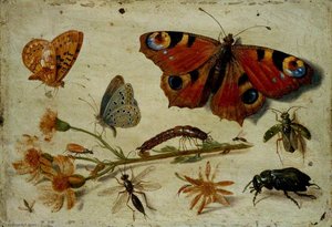 Three Butterflies, A Beetle And Other Insects, With A Cutting Of Ragwort — Jan Van Kessel The Elder