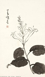 Plantain Lily — Puru ( Pu Xinyu)