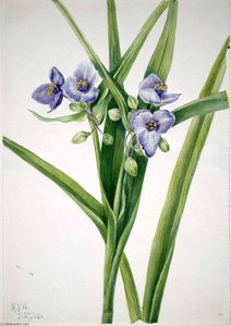 Virginia Spiderwort (tradescantia Virginiana) — Mary Morris Vaux Walcott