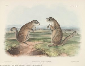 Franklins Murmeltier-eichhörnchen — John James Audubon