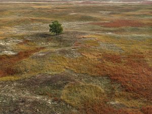 Autumn Grasses — Andrew Lambdin Moore