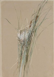 Bird's Nest In Cattails — Fidelia Bridges