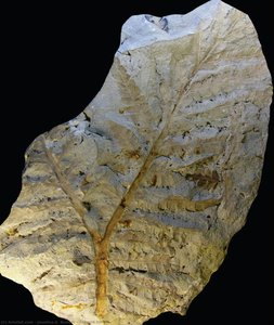 Zuberia Zuberi — Josefina E. Bodnar