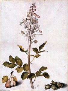 Branch Of Dittany With Four Hazelnuts And Two Pears — Giovanna Garzoni