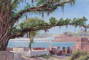 Holy Tree, Hardwar, Uttar Pradesh, India — Marianne North