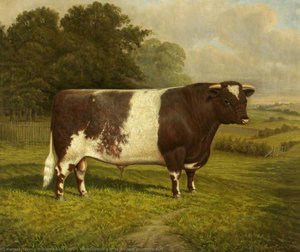 'pretender', A Prize Winning Shorthorn Bull — William Albert Clark