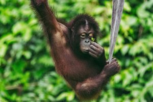 Young Orangutan In Borneo — Angelo Chiacchio