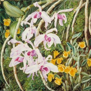Orchideeën Van Tropisch Azië — Marianne North
