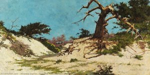 Untitled (old Cypress, Monterey) — Amédée Joullin