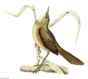 Untitled (aqtgmy) — John Gerrard Keulemans