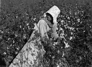 Mexican Woman, Seasonal Labor Contracted For By Planters, Picking Cotton On Knowlton Plantation, Perthshire, Mississippi Delta, Mississippi — Marion Post Wolcott