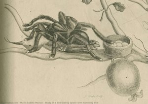 Study Of A Bird-eating Spider With Humming Bird — Maria Sybilla Merian