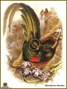 Couroucou Resplendissant — John Gould