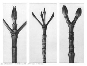 Art Forms In Nature 17 — Karl Blossfeldt