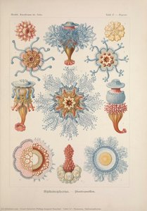 Tafel 17 - Porpema. Siphonophorae. — Ernst Heinrich Philipp August Haeckel