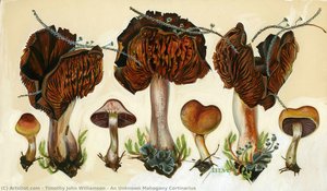 An Unknown Mahogany Cortinarius — Timothy John Williamson