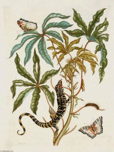 Jatropha Moth, Lizard Manioc — Maria Sybilla Merian
