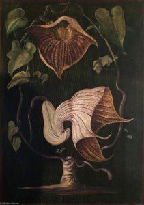 Eine Kletterpflanze Aus Alt-calabar — Marianne North
