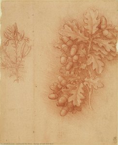 Sprigs Of Oak And Dyer — Leonardo Da Vinci