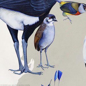 Jocotoco Antpitta — Džejn Kim
