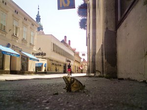 Talking At The Street To The Butterfly — Alfred Freddy Krupa