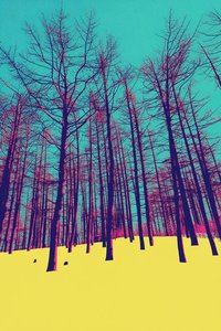 Cyan Rhythm: The Halftone Grove — Thibault Lemoine
