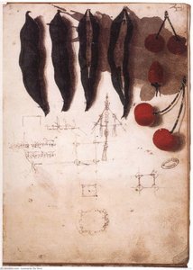 Meyve, Sebzeler Ve Diğer Çalışmalar — Leonardo Da Vinci