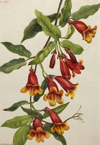 Crossvine (anisostichus Capreolatus) — Mary Morris Vaux Walcott