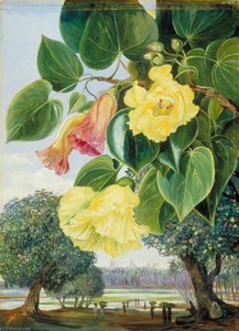 Follaje Y Flores De La Suriya O Portia; Las Pagodas De Madura A Lo Lejos — Marianne North