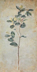 A Plant — Beatrix Whistler