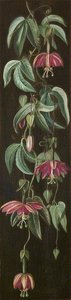 Planta Exótica Florecida Sobre Un Fondo Negro — Marianne North