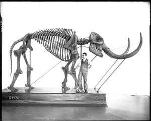 Man With Mastodon Skeleton — Clarence Emil Anderson