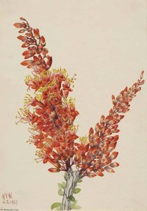 Ocotillo (fouquieria Splendens) — Mary Morris Vaux Walcott