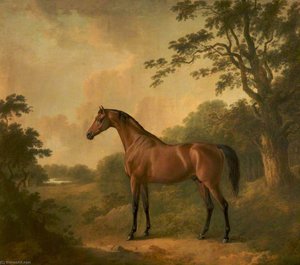 A Bay Hunter Named 'sir Oliver' — John Boultbee